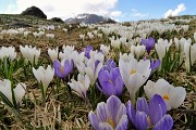 38 Distese di crocus con vista verso  Arera